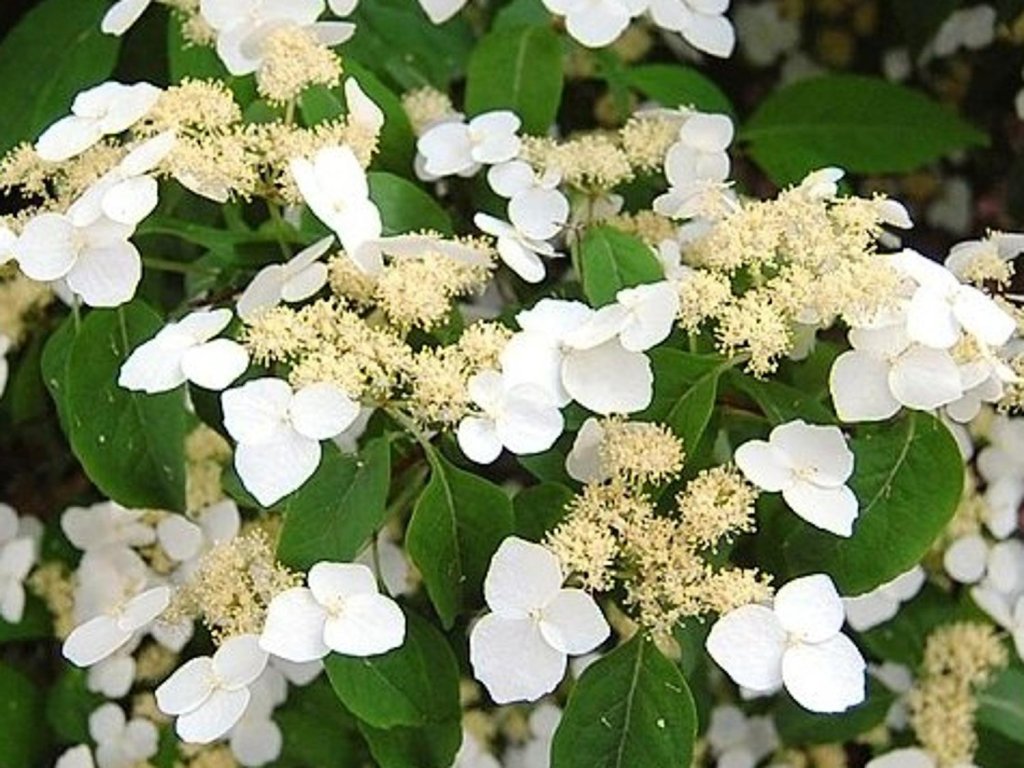 Hortenzia kalinolistá 'White Wave'