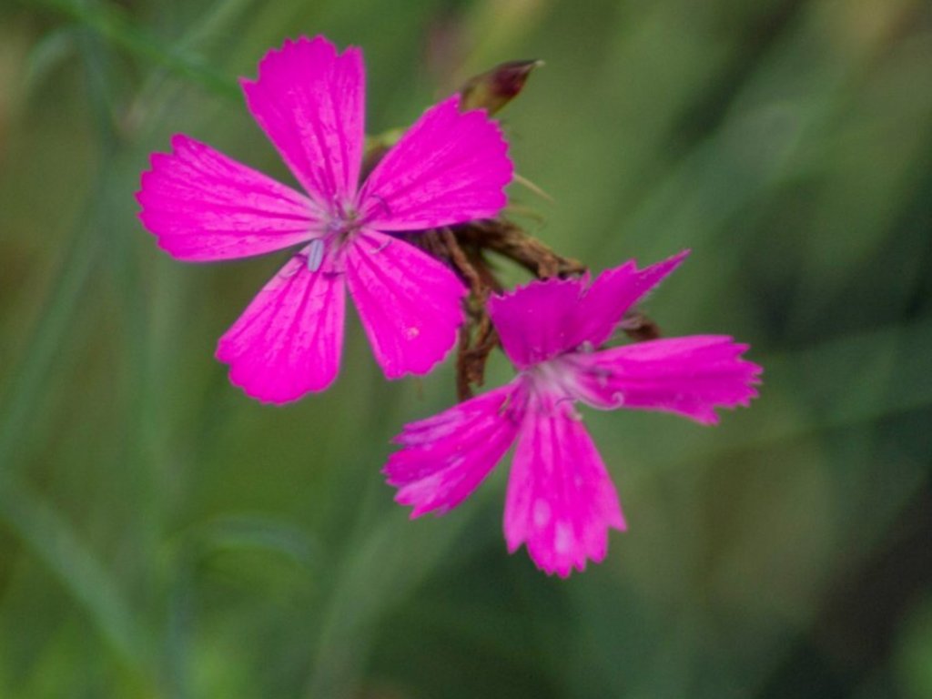 Klinček Kartuzok - Dianthus carthusianorum - Záhradníctvo Spomyšl