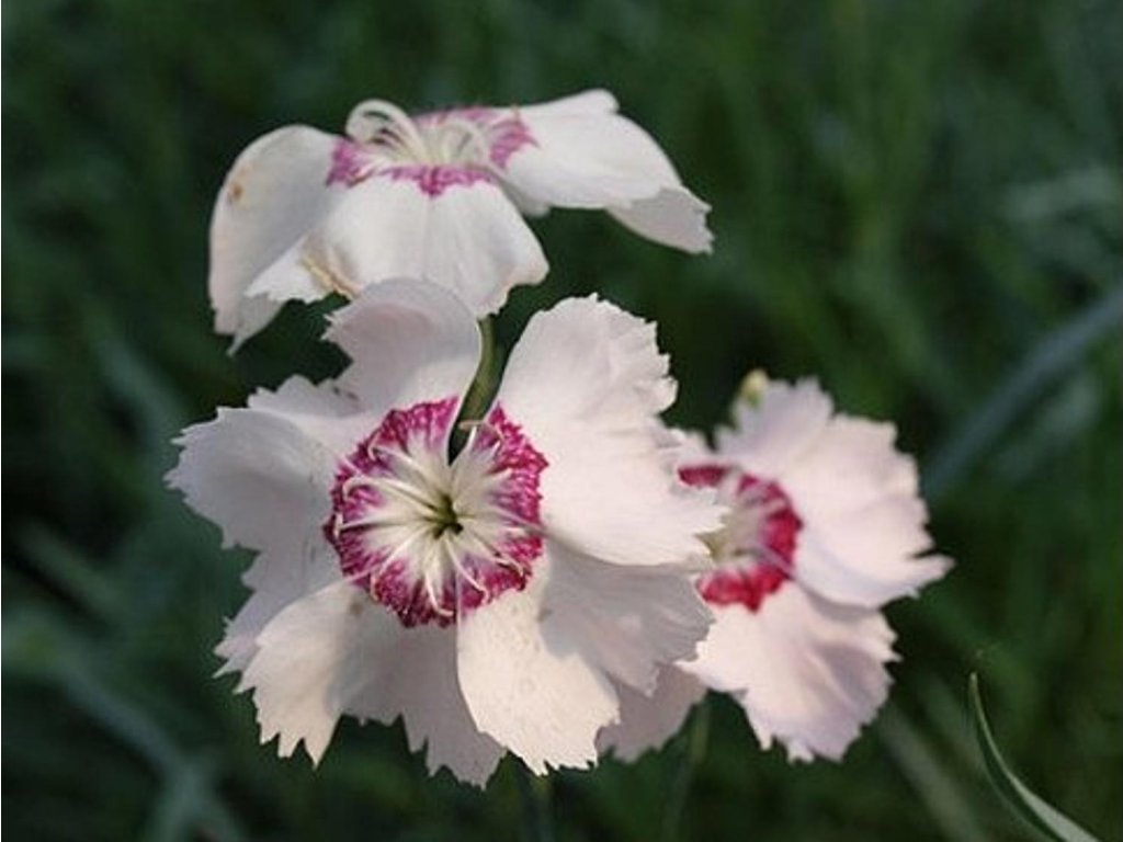 Klinček peristý  'Dixie® White Red Bicolor' - Dianthus plumarius 'Dixie® White Red Bicolor'