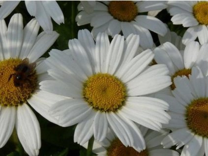 Margarétka 'Dwarf Snow Lady' - Leucanthemum x superbum 'Dwarf Snow Lady'