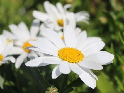 Margarétka 'Silberprinzeschien' - Leucanthemum x superbum 'Silberprinzeschien'