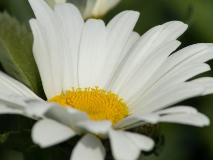 Margaréta 'Snow Lady' - Leucanthemum 'Snow Lady'