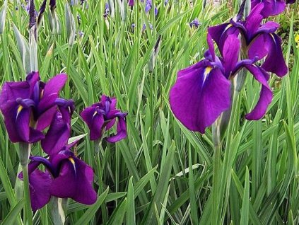 Kosatec Kaempferov - Iris kaempferii