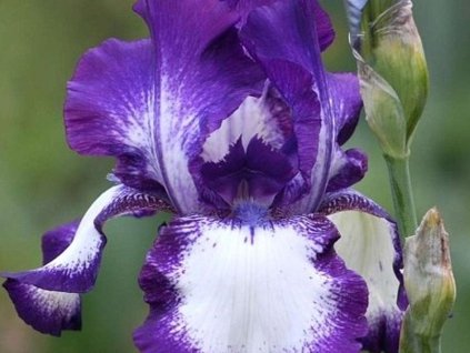 Kosatec nemecký 'Going My Way' - Iris germanica 'Going My Way'