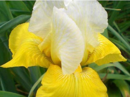 Kosatec nemecký 'Tulip Festival' - Iris germanica 'Tulip Festival'