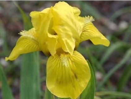 Kosatec nízky 'Brassie' - Iris barbata nana 'Brassie'