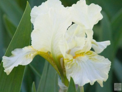 Kosatec nízky 'Nylon Rufffels' - Iris barbata nana 'Nylon Ruffels'