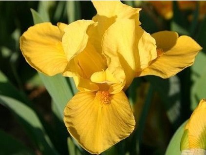 Kosatec nízky 'Orange Carpet' - Iris barbata nana 'Orange Carpet'