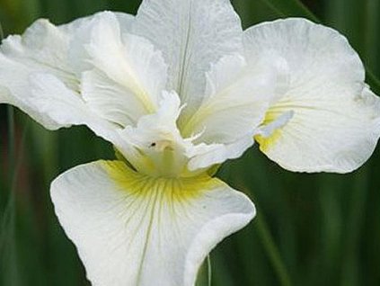 Kosatec sibírsky 'Harpswell Happiness' - Iris sibirica 'Harpswell Happiness'