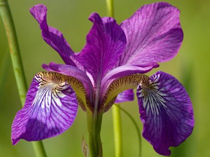 Kosatec sibírsky 'Sparkling Rose' - Iris sibirica 'Sparkling Rose'