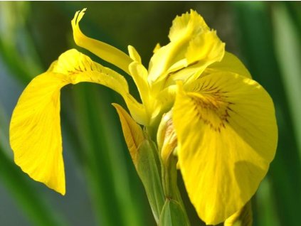 Kosatec žltý - Iris pseudacorus