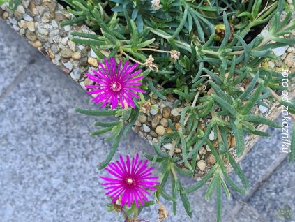 Poludňovka cooperi - Delosperma cooperi