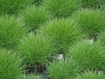 Kostrava medvedia - Festuca scoparia