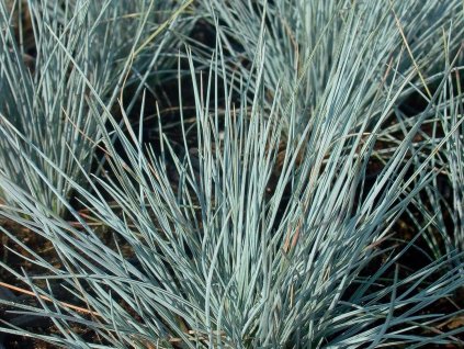 Kostrava sivá 'Auslese' - Festuca glauca 'Auslese'