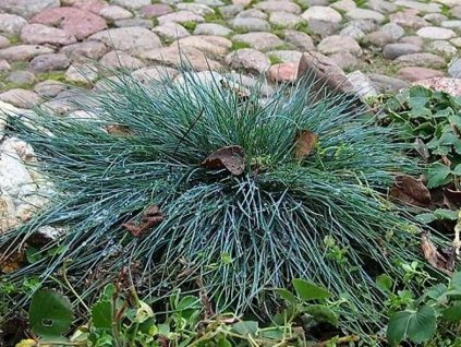 Kostrava sivá 'Bergsilber' - Festuca glauca 'Bergsilber'