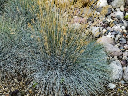 Kostrava sivá 'Elijah Blue' - Festuca glauca 'Elijah Blue'