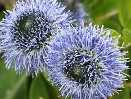 Guľôčka predĺžená - Globularia punctata