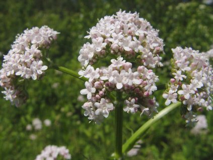 Valeriána lekárska - Valeriana officinalis