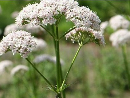 Valeriána lekárska