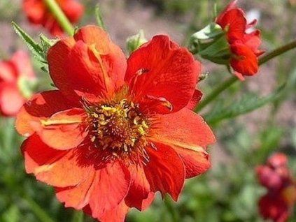 Kuklík hybr. 'Feuerball' - Geum hybr. 'Feuerball'