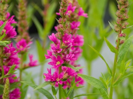 Vrbica prútnatá 'Robert' - Lythrum salicaria 'Robert'