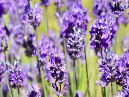 Levanduľa úzkolistá´Blue Scent Early´ - Lavandula angustifolia 'Blue Scent Early'