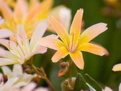 Levízia šruchovitá 'Little Peach' - Lewisia longipetala hybr. 'Little Peach'