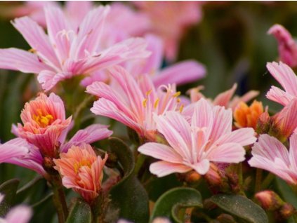 Levízia šruchovitá 'Little Plum' - Lewisia longipetala hybr. 'Little Plum'