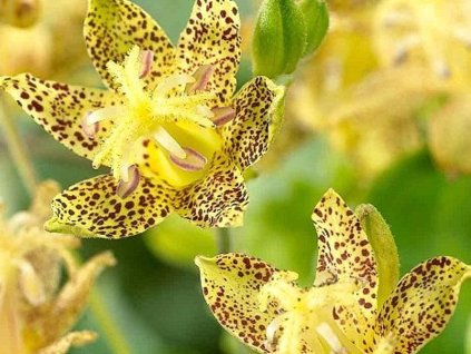 Laliovka latifolia - Tricyrtis latifolia