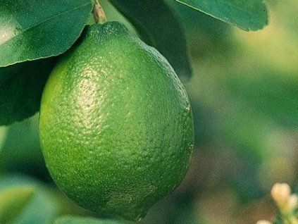 limeta