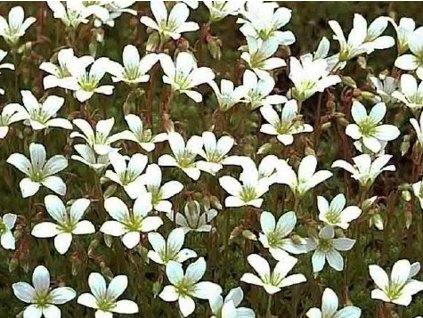 Lomikameň trsnatý'Findling' - Saxifraga cespitosa 'Findling'