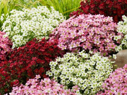 Lomikameň Arendsov/Saxifraga arendsii