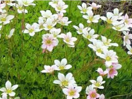 Lomikameň Arendsov 'Biala Późna' - Saxifraga x arendsii 'Biala Późna'