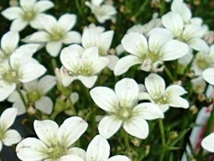 Lomikameň Arendsov 'Carpet White' - Saxifraga x arendsii 'Carpet White'