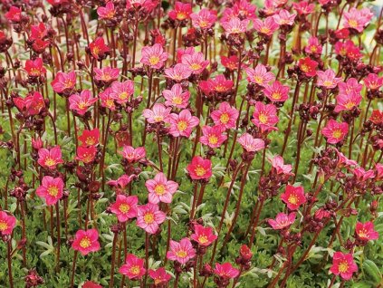 Lomikameň Arendsov 'Harder Zwerg' - Saxifraga x arendsii 'Harder Zwerg'