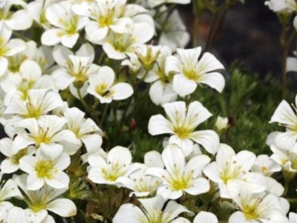 Lomikameň Arendsov 'Pixie White' - Saxifraga x arendsii 'Pixie White'