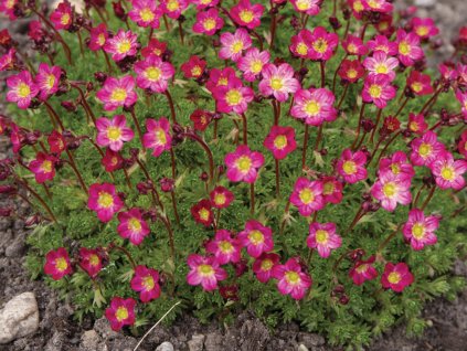Lomikameň Arendsov 'Rockies F1 Red' - Saxifraga x arendsii 'Rockies F1 Red'