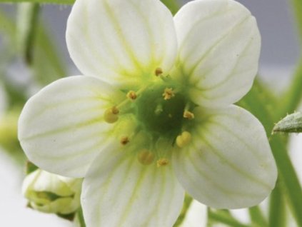 Lomikameň Arendsov 'Rockies F1 White' - Saxifraga x arendsii 'Rockies F1 White'