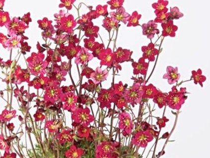 Lomikameň Arendsov 'Saxony Red' - Saxifraga x arendsii 'Saxony Red'
