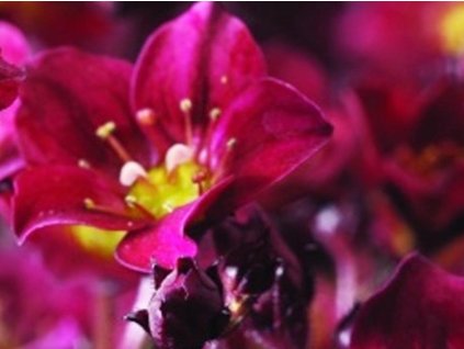 Lomikameň Arendsov 'Touran Deep Red Rockred' -Saxifraga x arendsii 'Touran Deep Red Rockred'