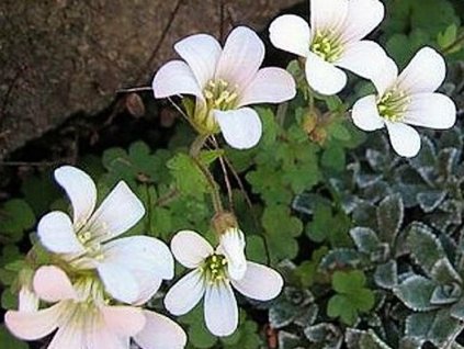 Lomikameň chrupavčitý - Saxifraga cartilaginea
