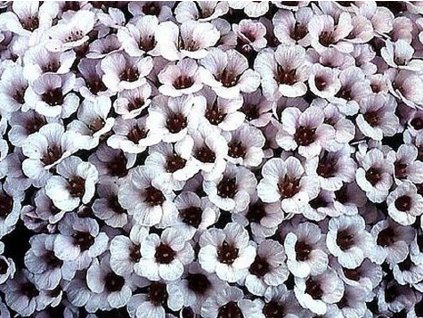 Lomikameň irvingii 'Jenkinsiae'- Saxifraga x irvingii 'Jenkinsiae'