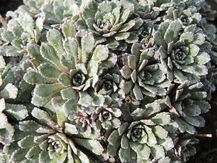 Lomikameň metlinatý 'White Hill' - Saxifraga paniculata 'White Hill'