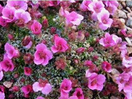 Lomikameň x poluanglica 'Your Success' - Saxifraga x poluanglica 'Your Succes'