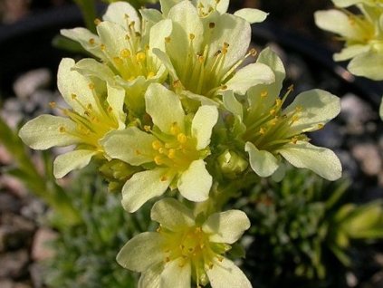 Lomikameň hrotnatý 'Gregor Mendel' - Saxifraga x apiculata 'Gregor Mendel'