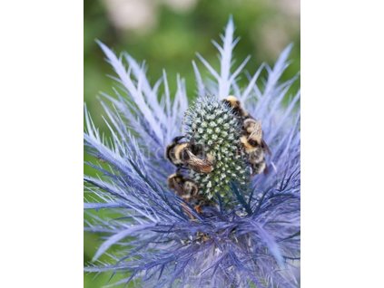 Kotúč alpínsky 'Superbum' - Eryngium alpinum 'Superbum'