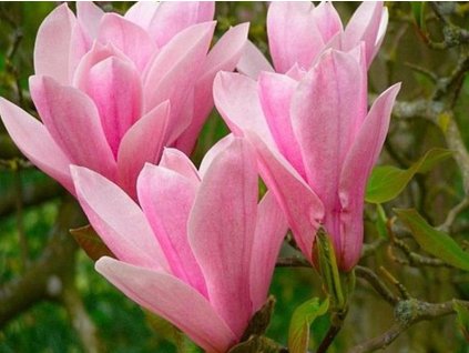 Magnólia 'Heaven Scent'