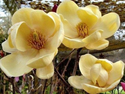 Magnólia 'Honey Tulip'