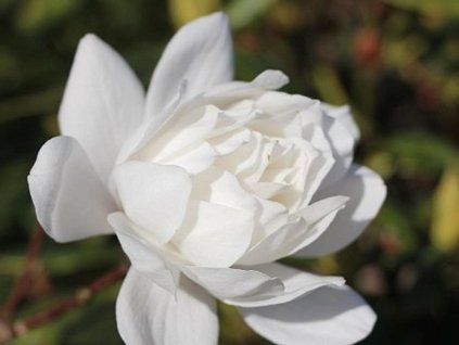 Magnólia 'Wildcat'