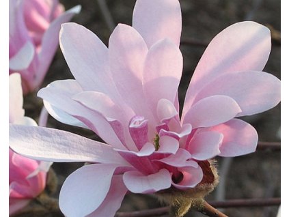 50433 1 magnolie hvezdokveta chrysanthemiflora